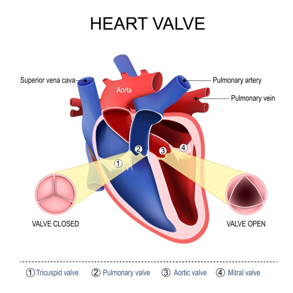 4 types of heart valve